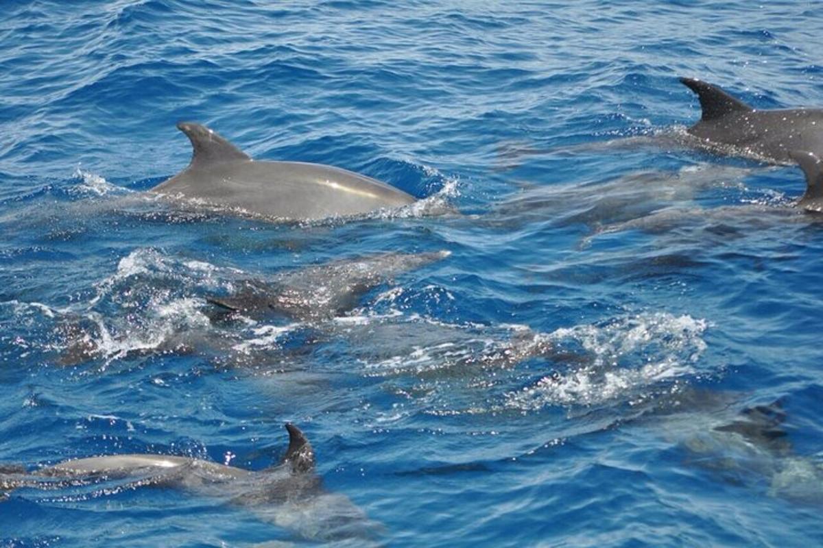 a group of dolphins swimming in the water