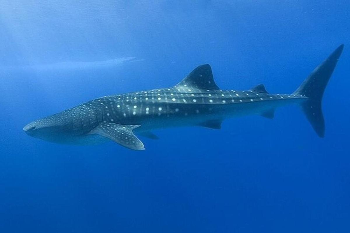 a whale shark swimming in the ocean