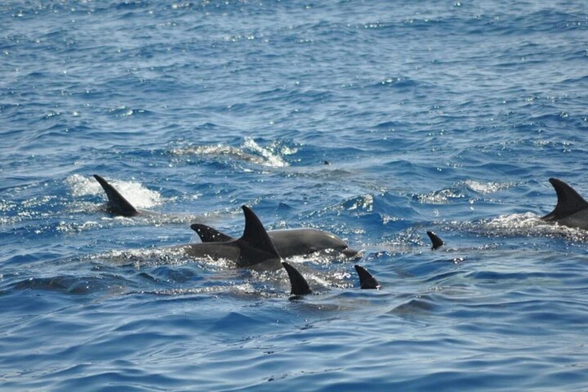 a group of dolphins swimming in the water
