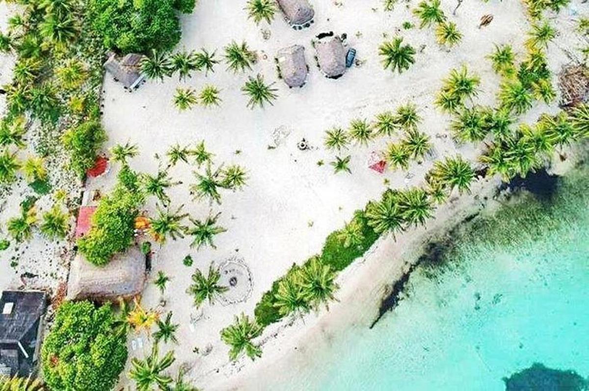 an aerial view of a beach with palm trees