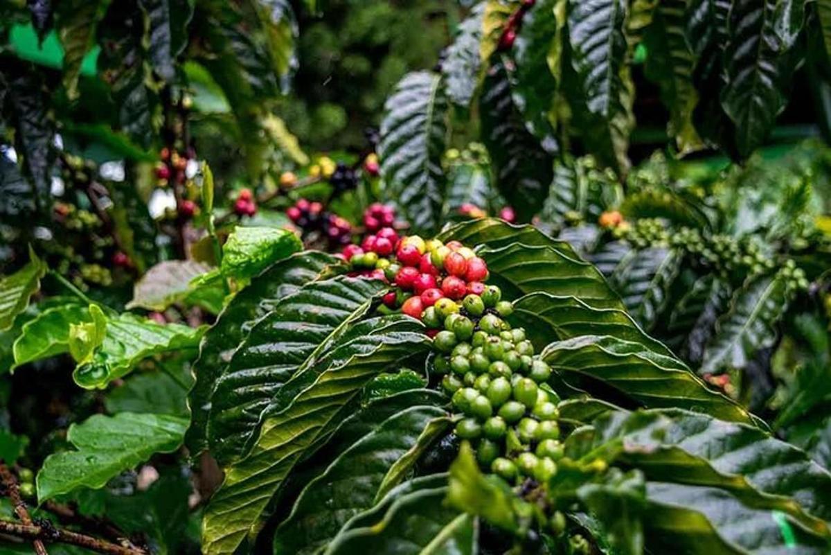 a bunch of red and green fruits on a tree