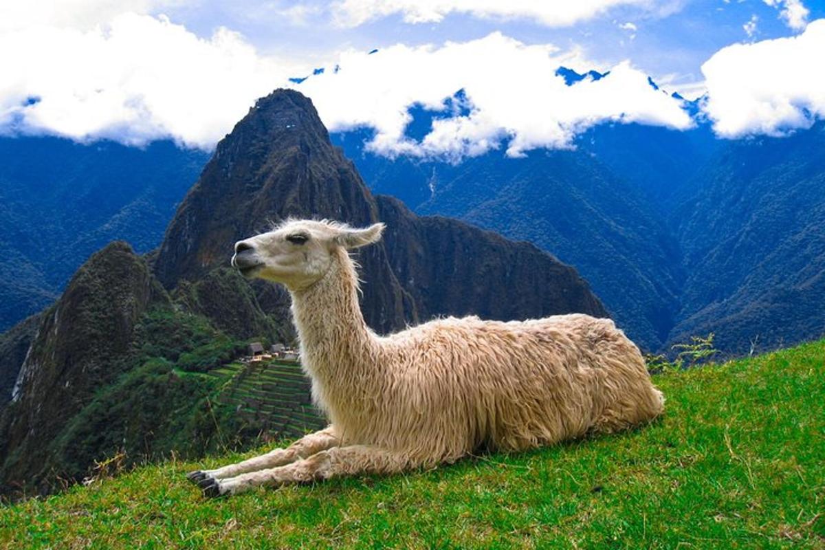 lama leži na travnatem hribu z goro