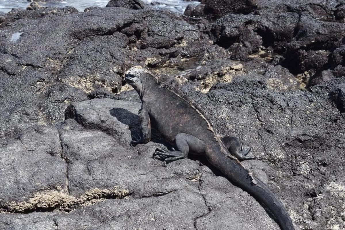 Lankytinos vietos ar pramogos nuotrauka numeris 5