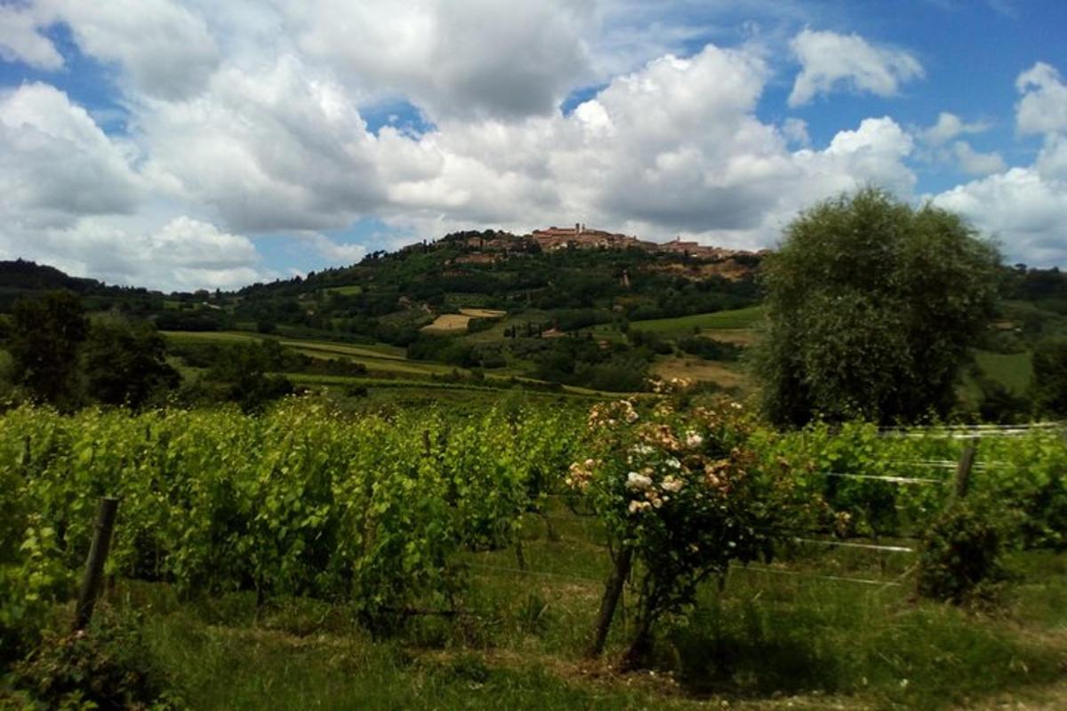 un campo con una collina sullo sfondo con un campo di fiori