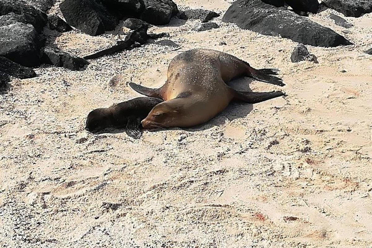 Lankytinos vietos ar pramogos nuotrauka numeris 7