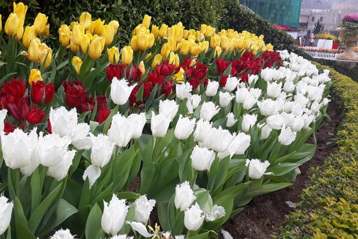hunnik värvilisi tulpe aias