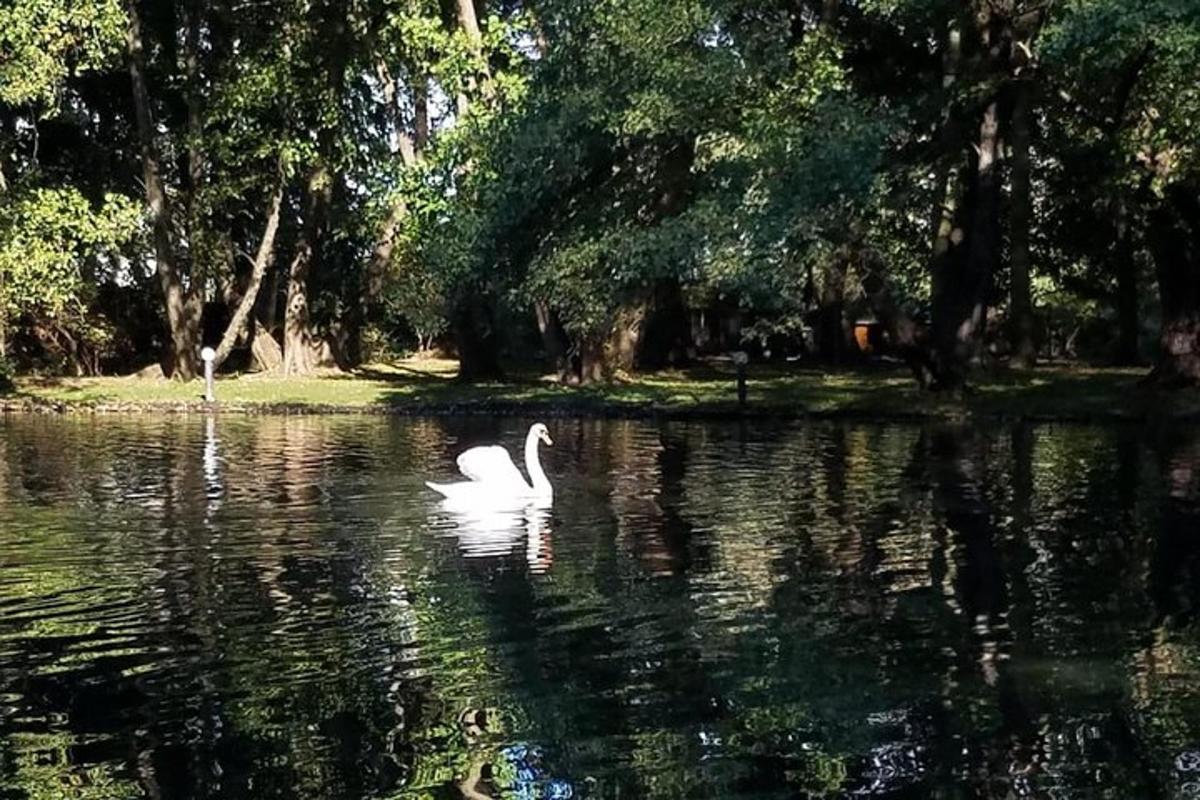 o lebădă albă înotând într-un lac cu copaci