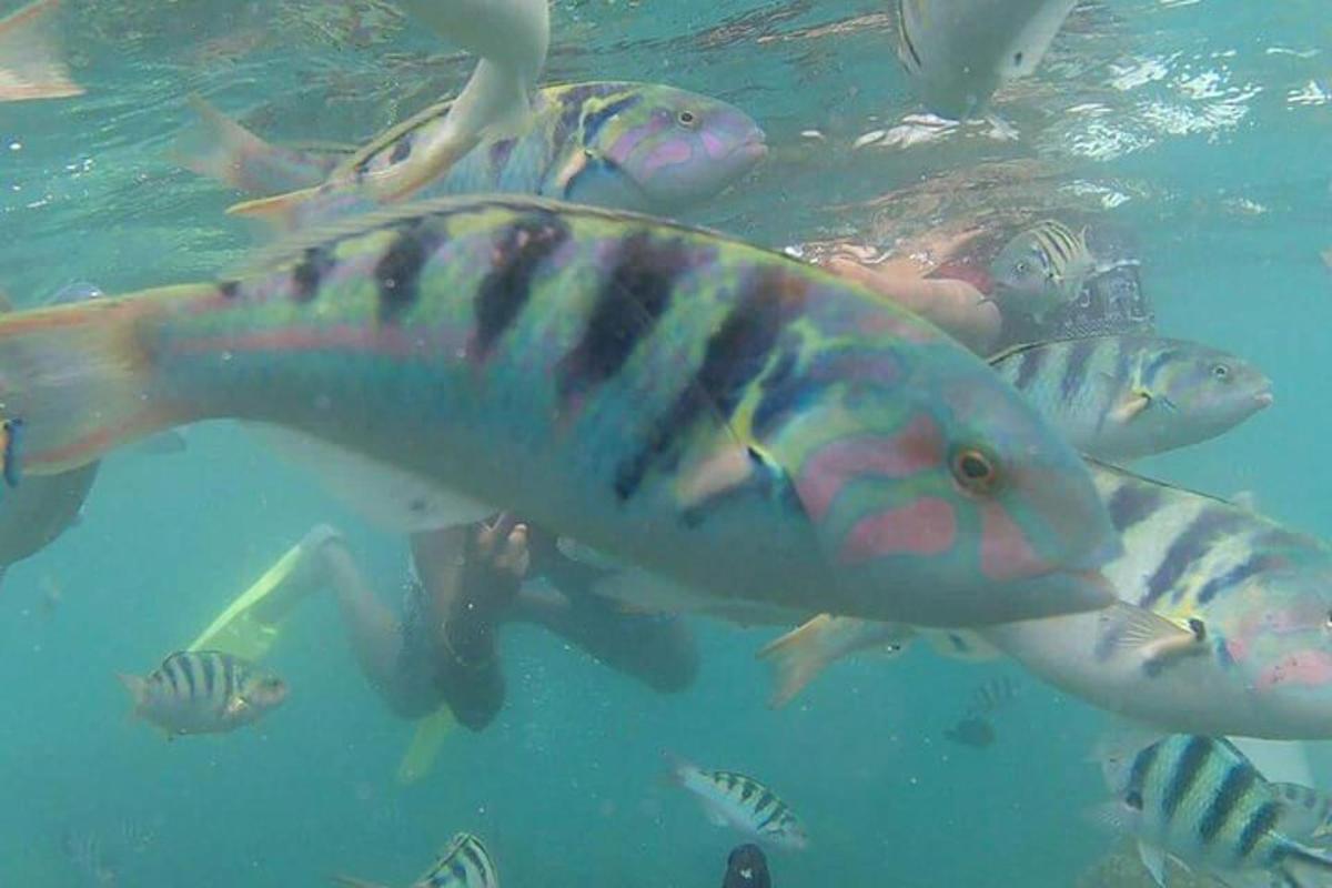 um grupo de peixes nadando na água