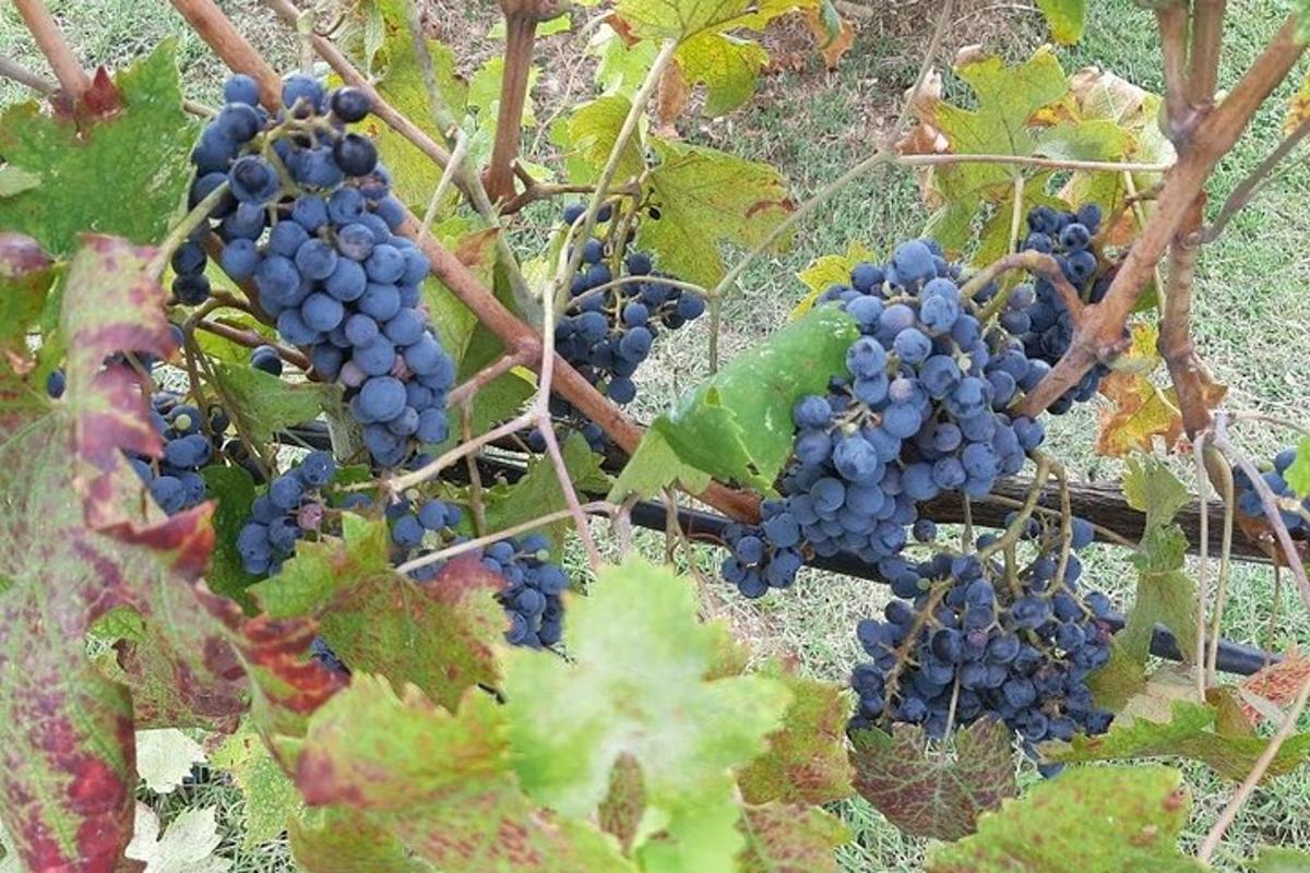 um cacho de uvas azuis crescendo em uma videira