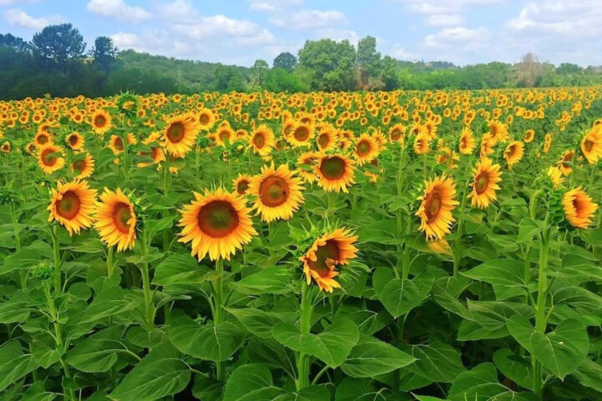 um grande campo de girassóis em um campo