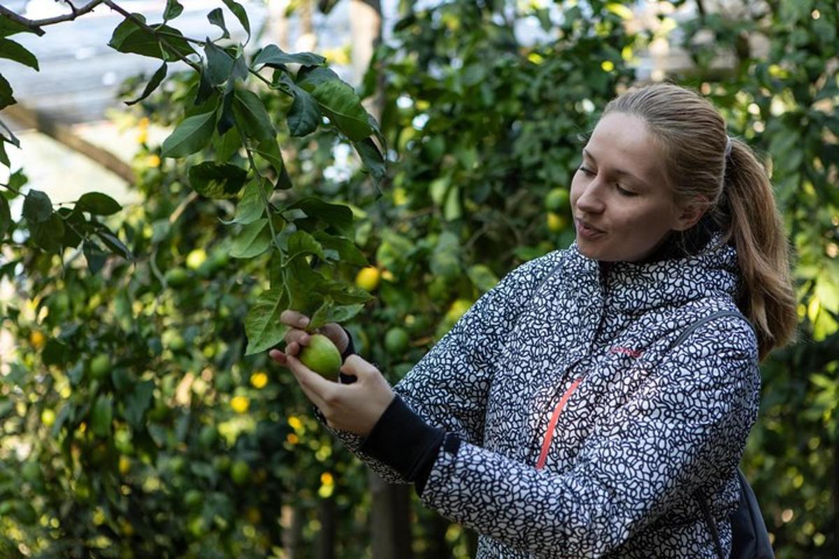 Una mujer está recogiendo manzanas de un árbol.