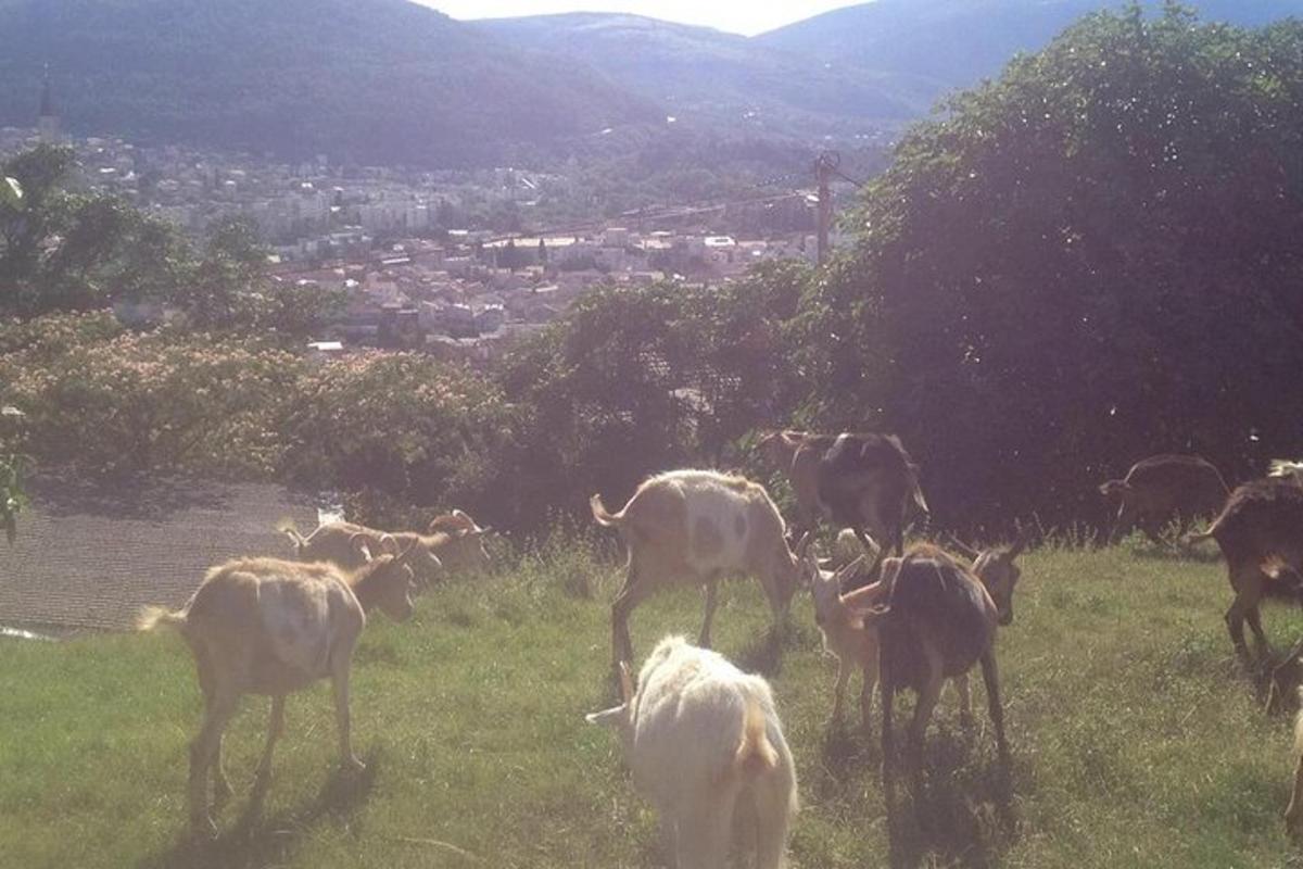 Fotografia 1 a atracției