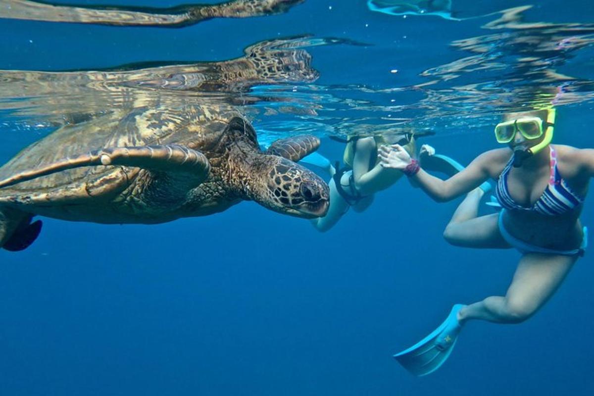 isang babaeng kumukuha ng larawan ng pagong sa tubig
