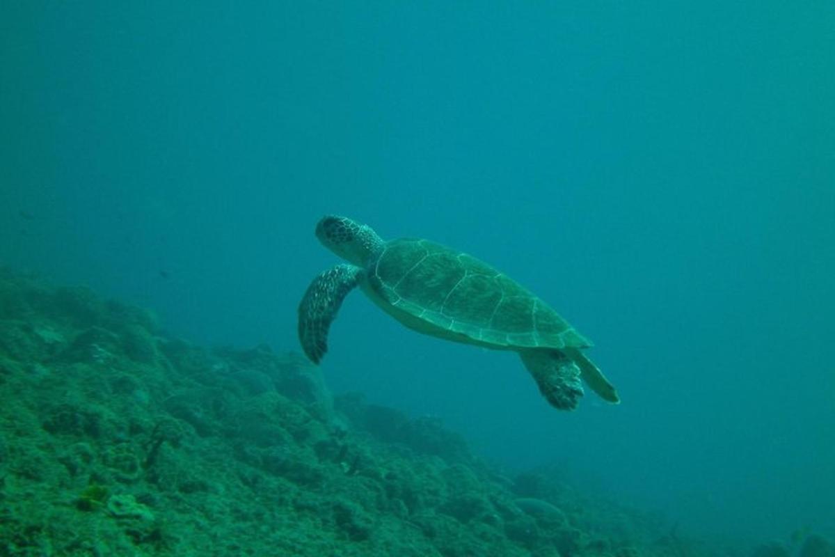 Lankytinos vietos ar pramogos nuotrauka numeris 4