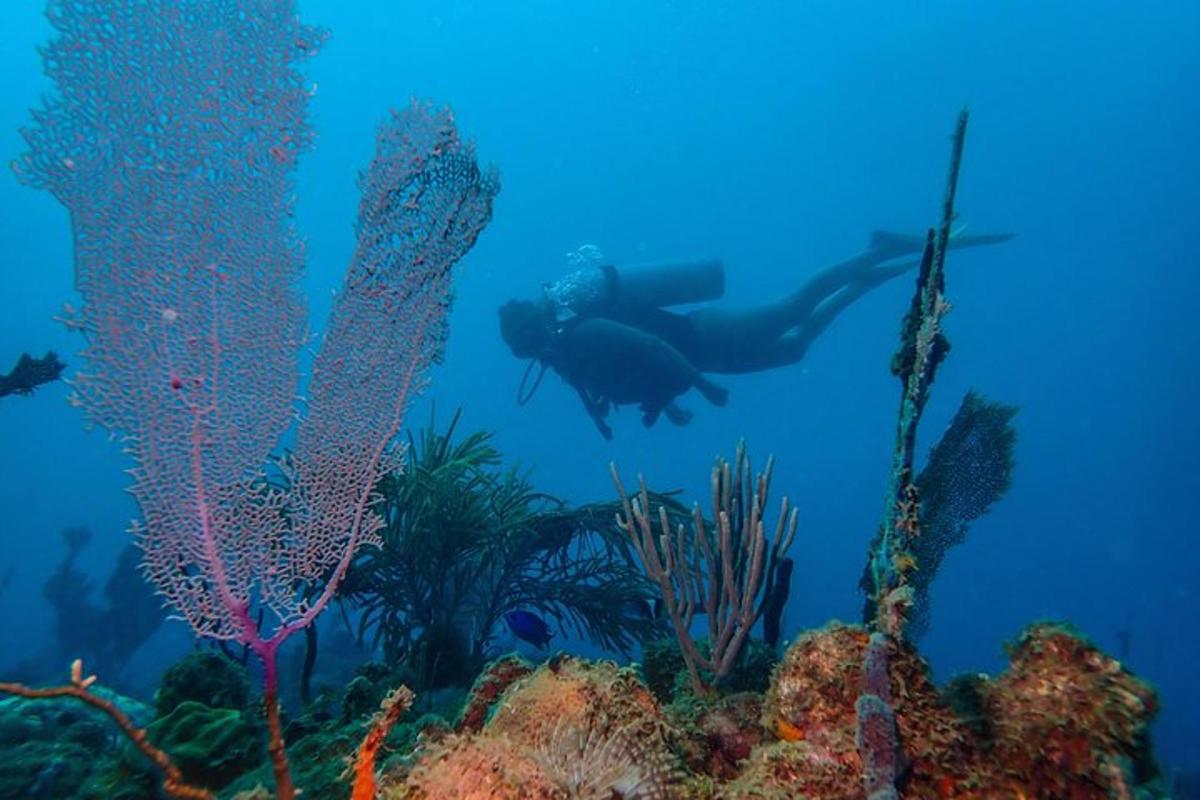 Lankytinos vietos ar pramogos nuotrauka numeris 1