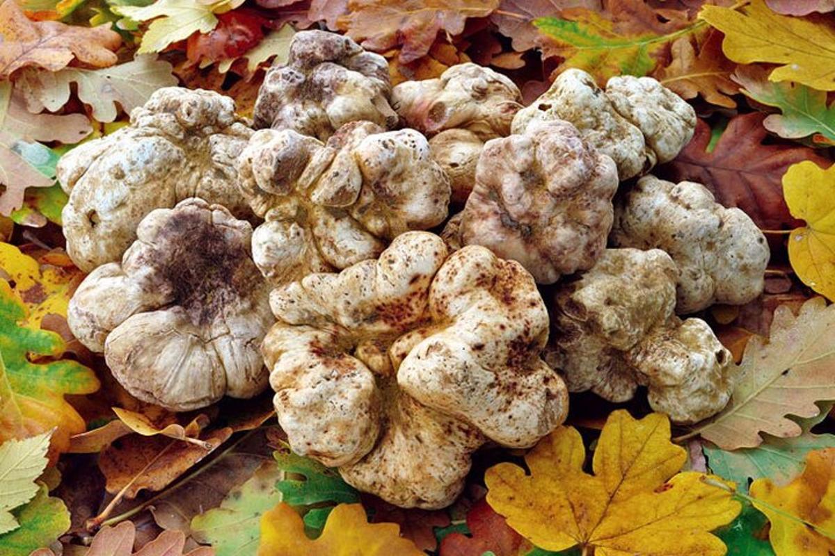 Un montón de coliflor sobre un montón de hojas.