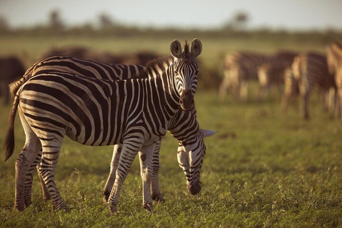 zebra pasúca sa na poli so stádom zebier