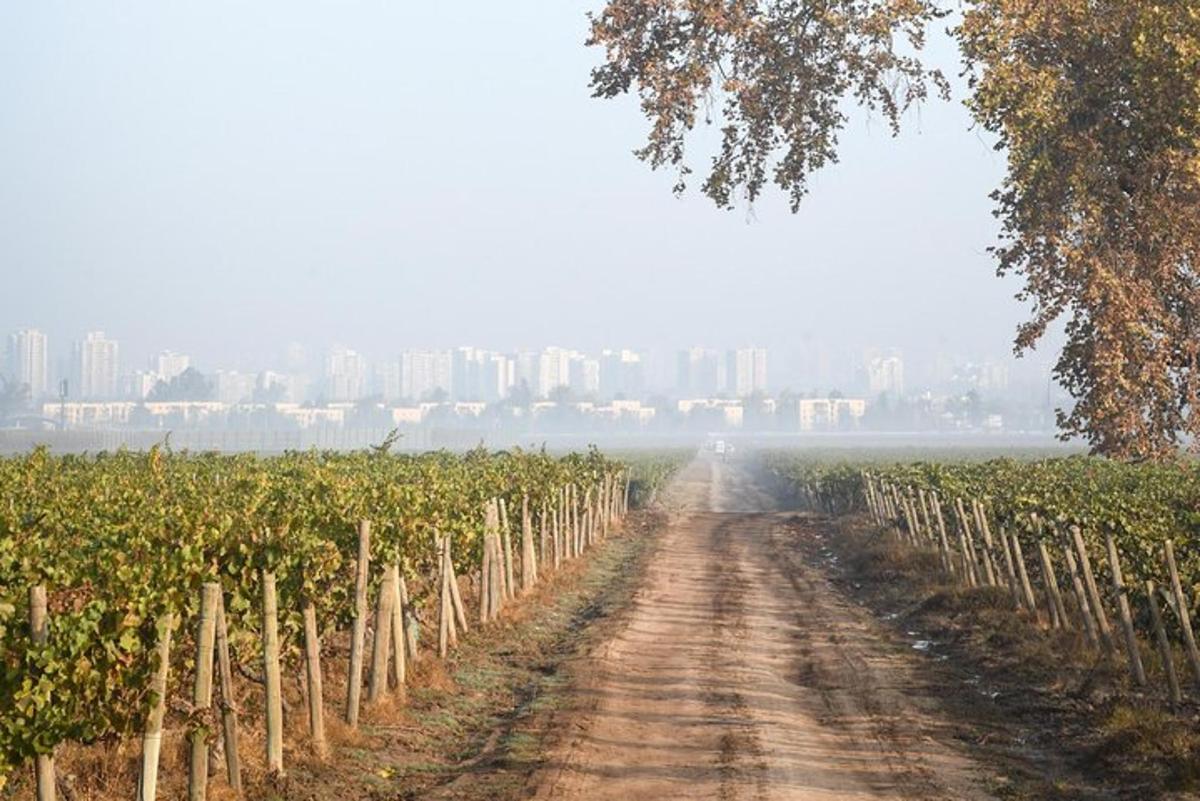 a dirt road through a vineyard with a city in the background
