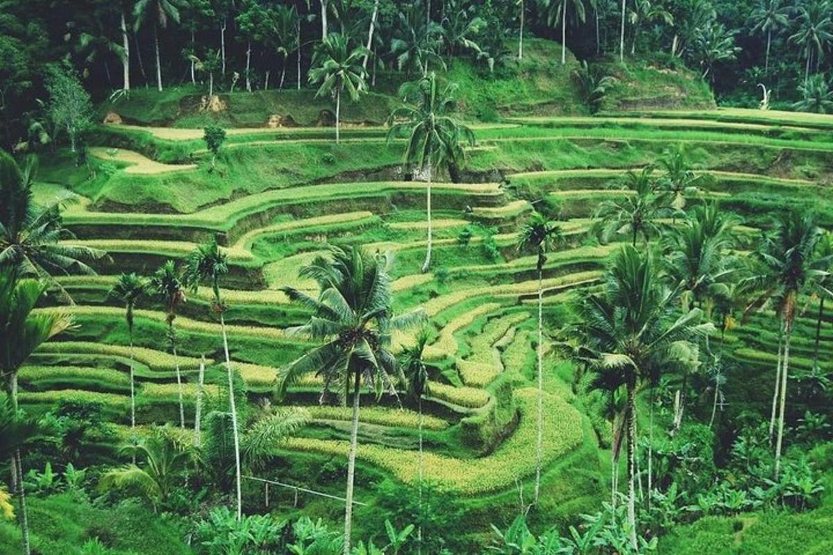 um campo verde com palmeiras e grama
