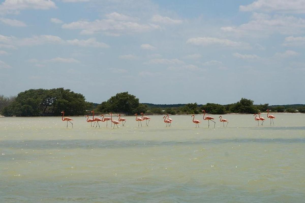 en gruppe flamingoer, der går på en strand i vandet