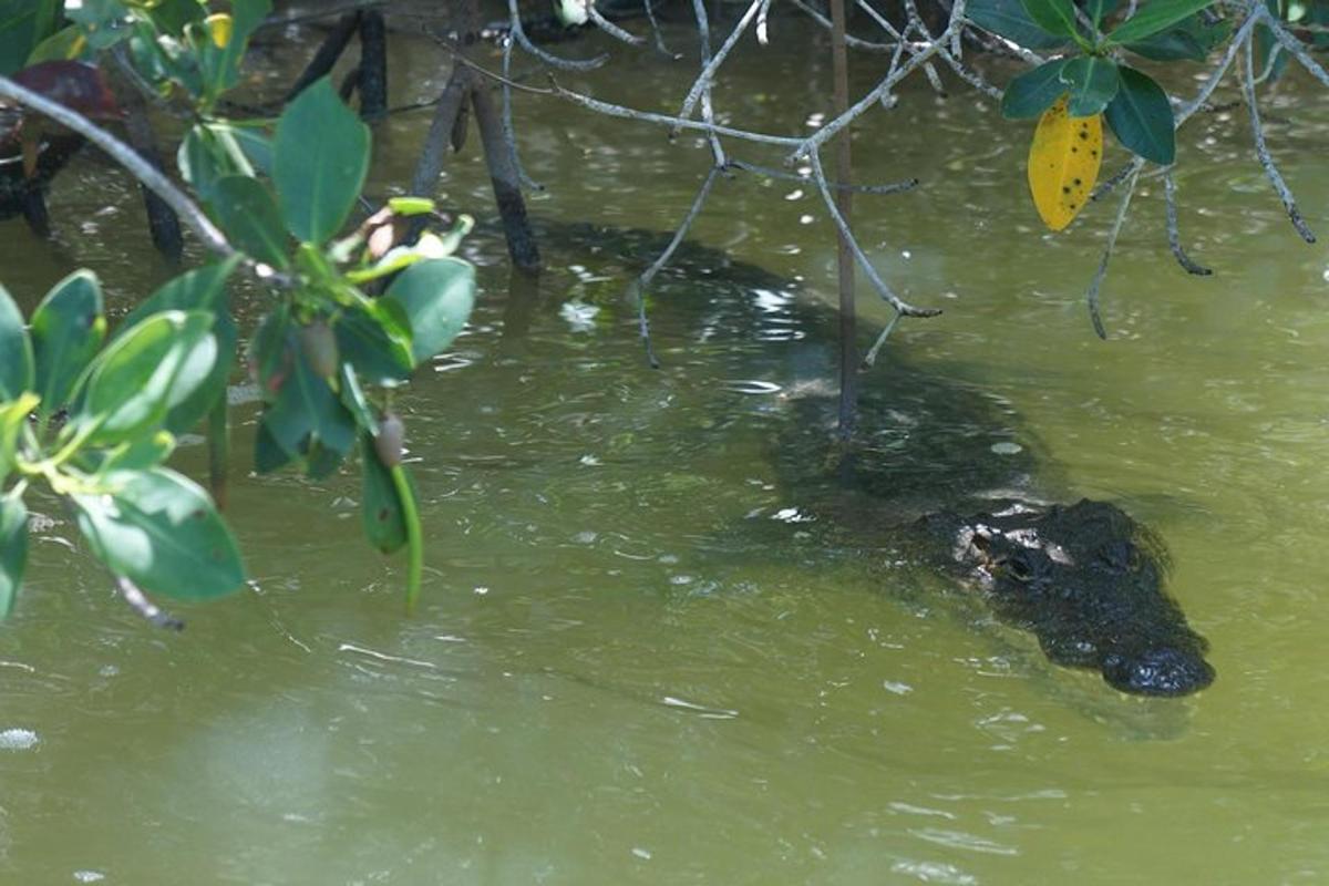 en alligator, der svømmer i vandet nær nogle planter