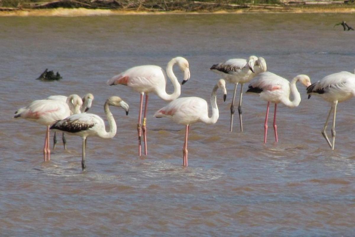 egy flamingócsapat áll a vízben