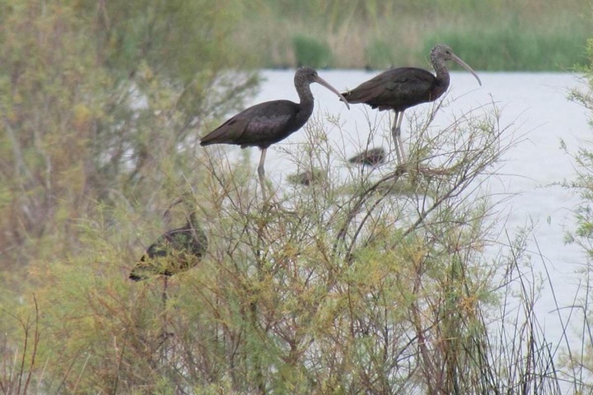 tre uccelli in piedi nell'erba vicino all'acqua