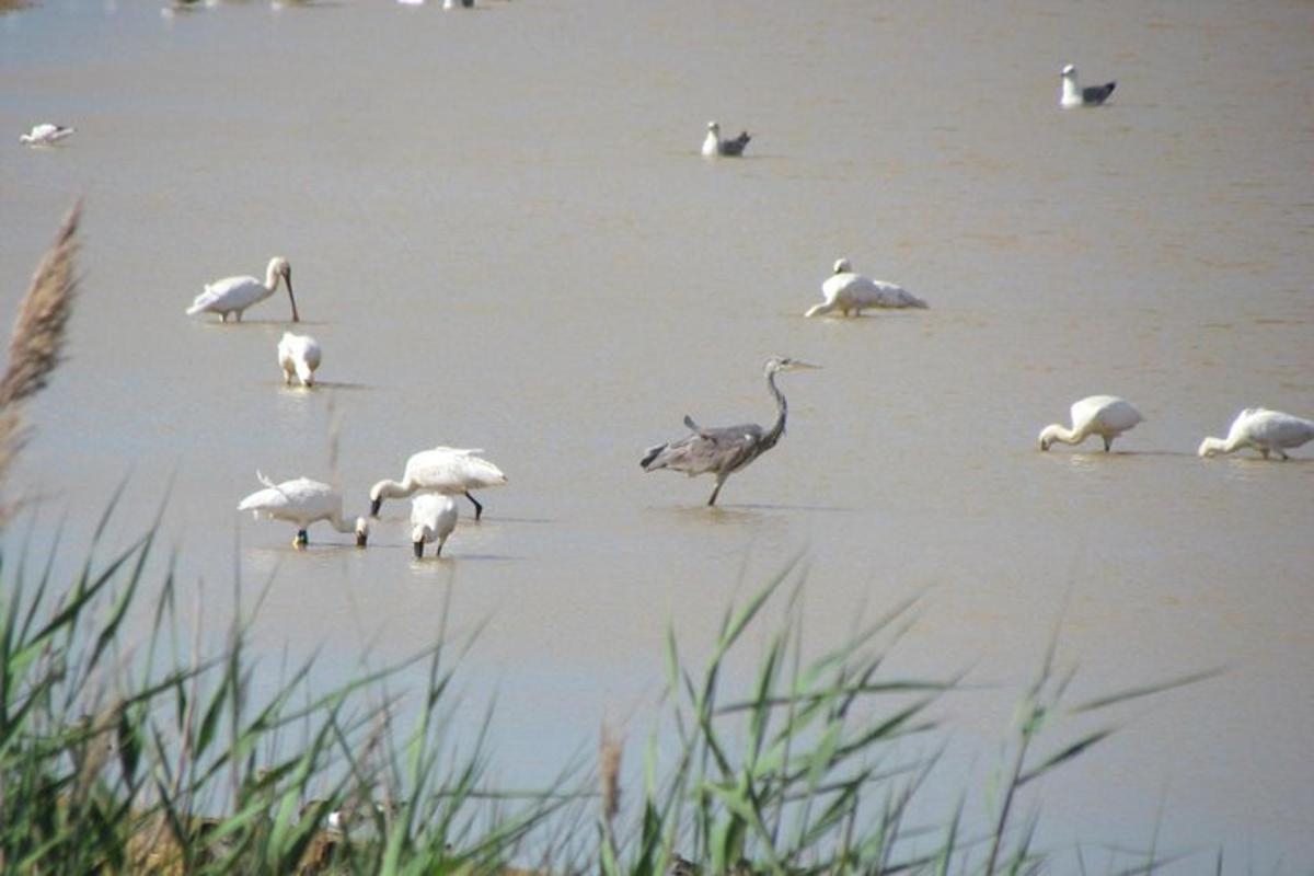 un gruppo di uccelli in piedi nell'acqua
