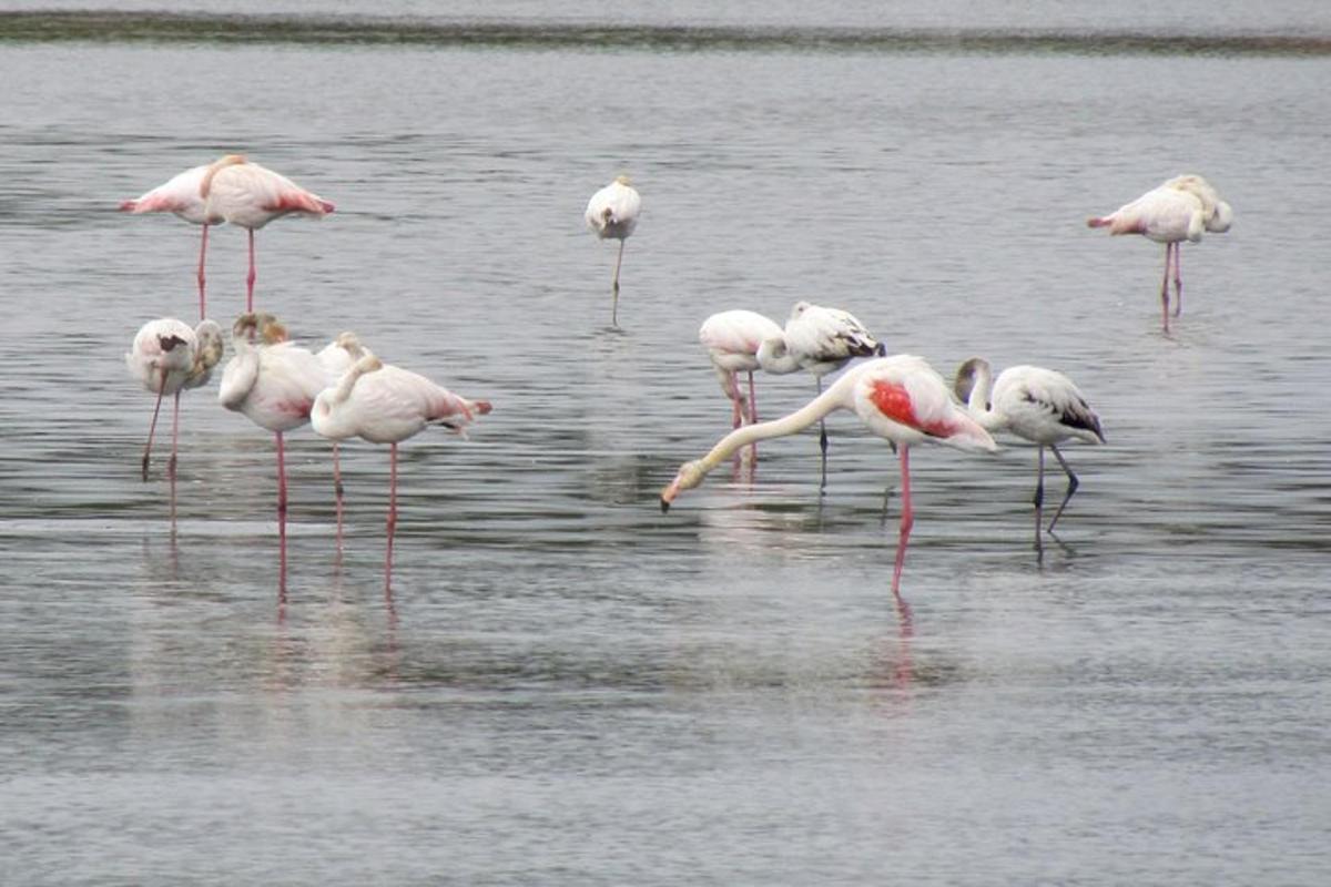 Flamingóflokkur stendur í vatninu