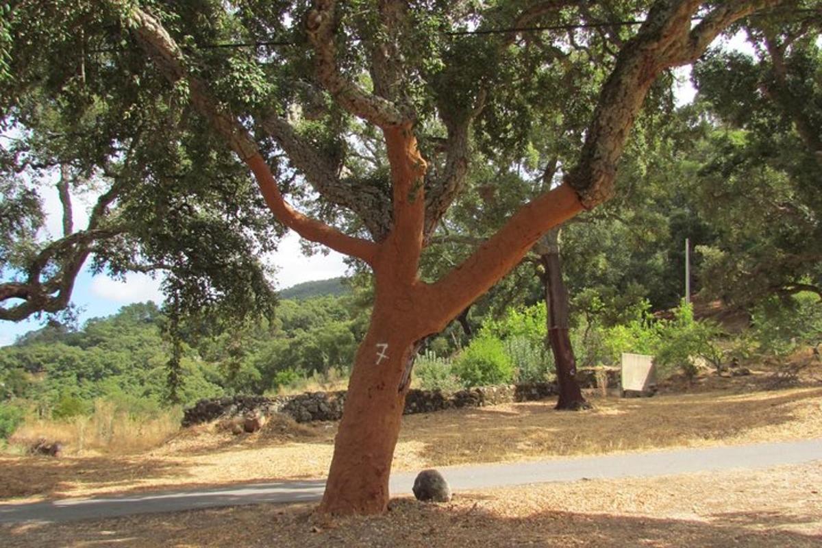 ένα δέντρο με μια πινακίδα στην άκρη ενός δρόμου
