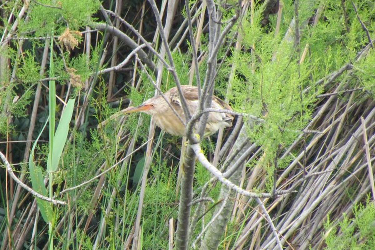 a bird is sitting in the tall grass