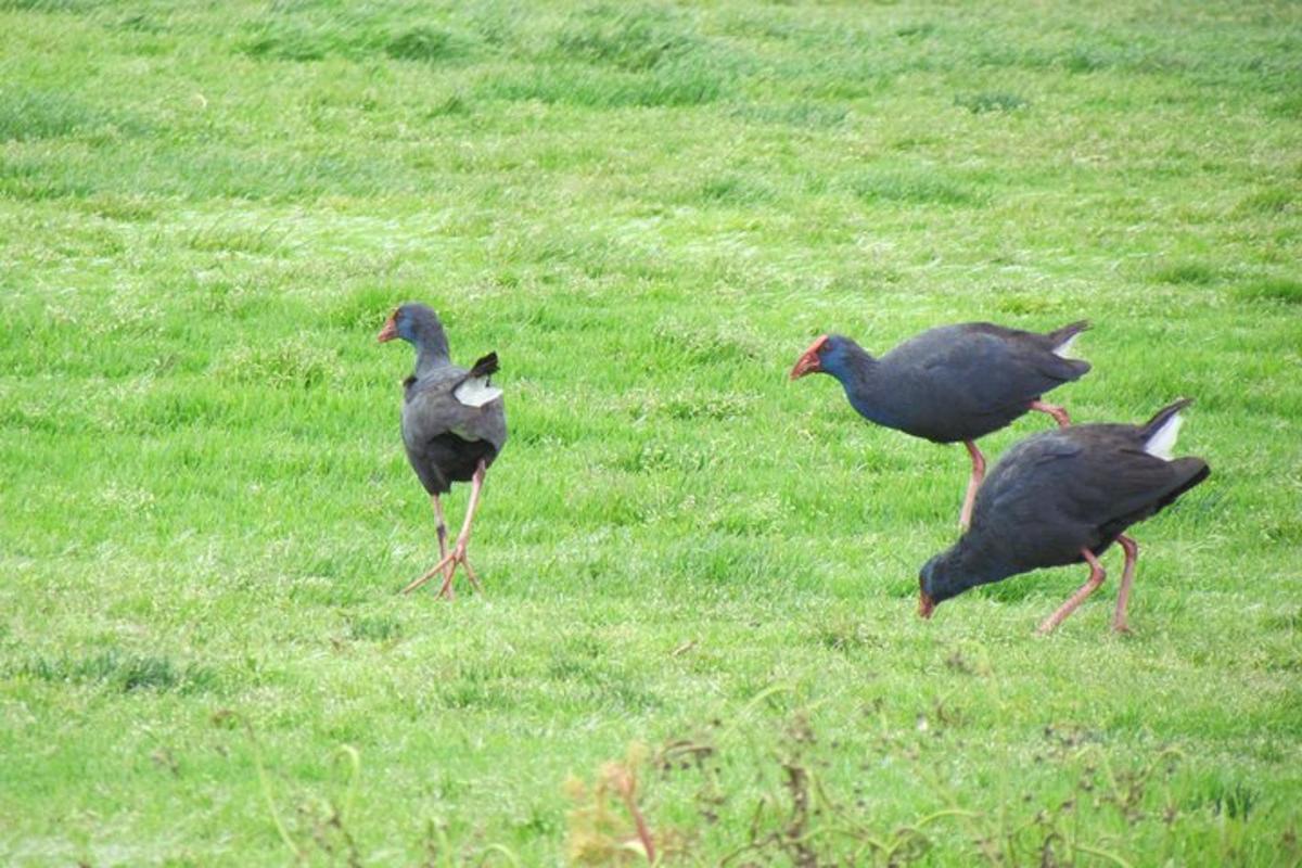 three birds walking in a field of grass