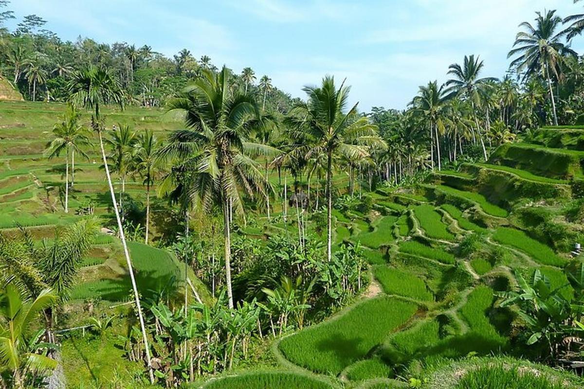Una vista aérea de un campo de arroz con palmeras.