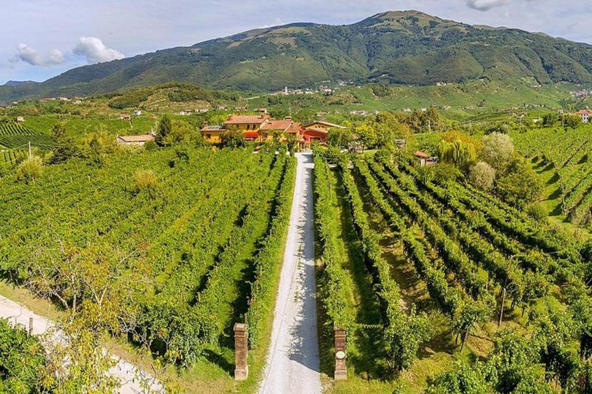 an aerial view of a road in a vineyard
