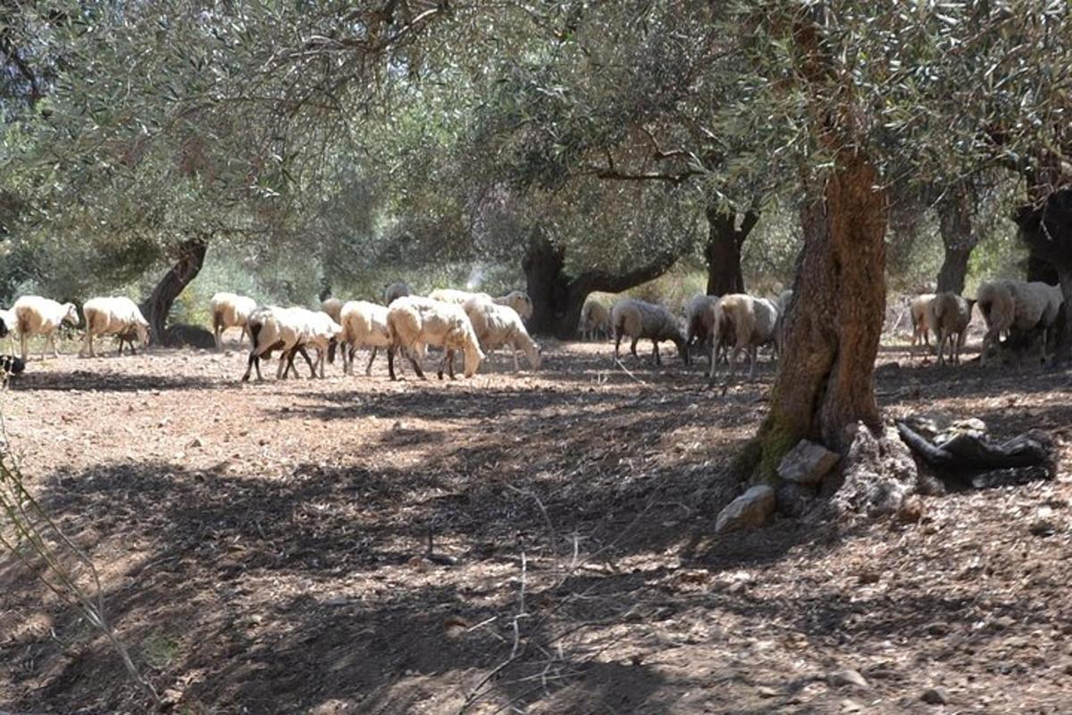 a herd of sheep grazing in a field next to a tree