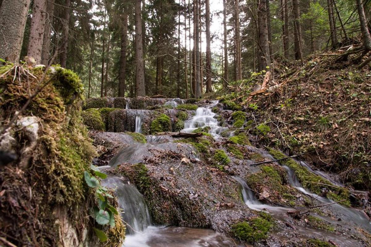 veeoja metsas, kus on puud