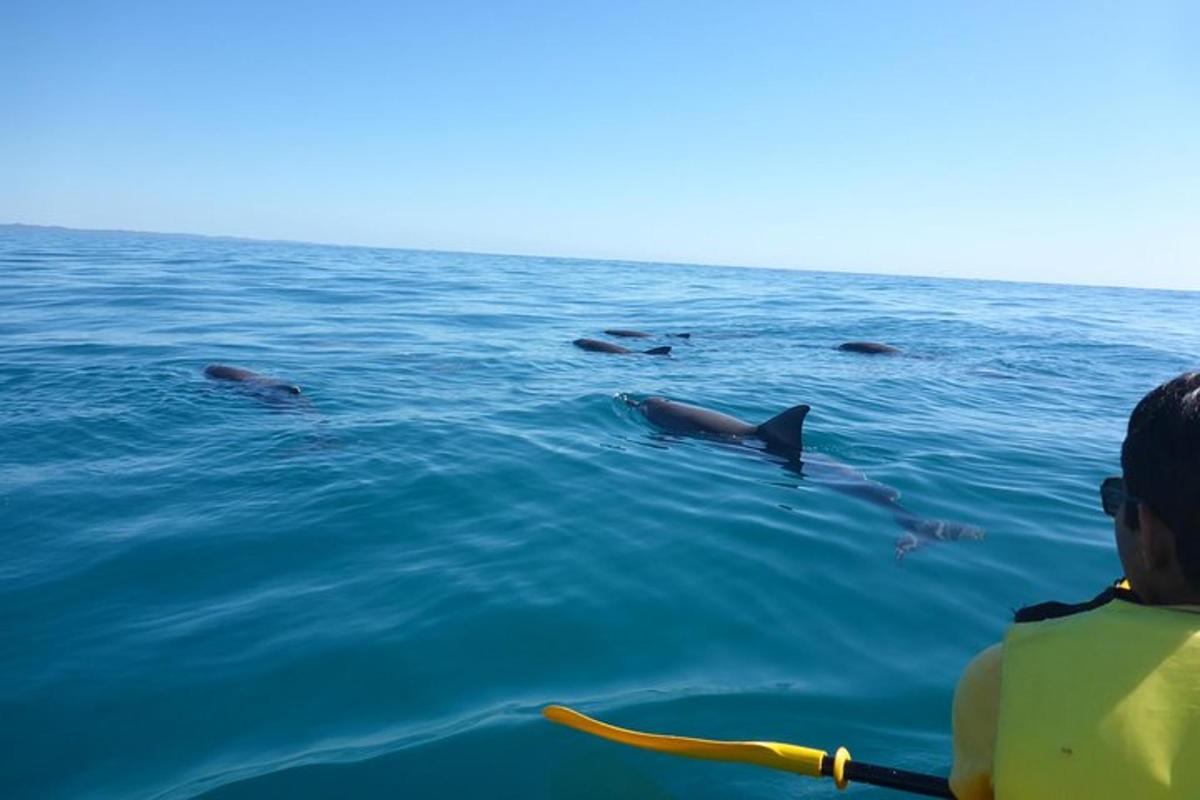 a group of dolphins swimming in the water