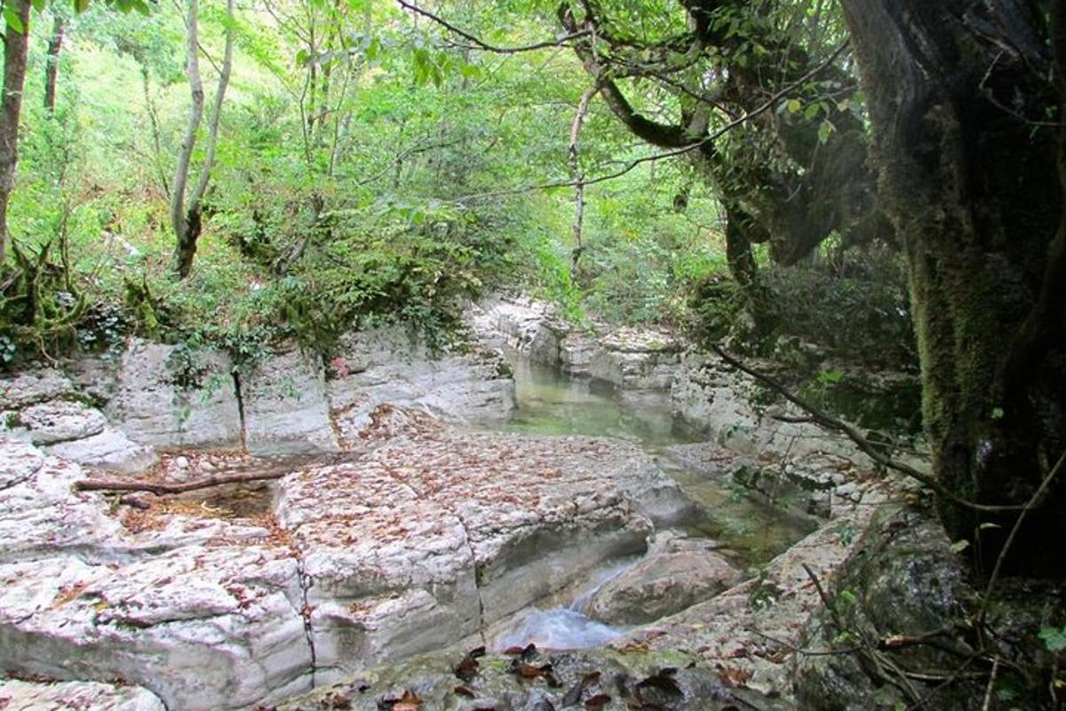 un ruscello in mezzo a una foresta