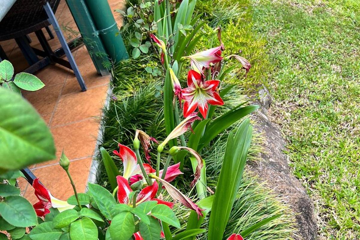 a garden with red flowers and green plants