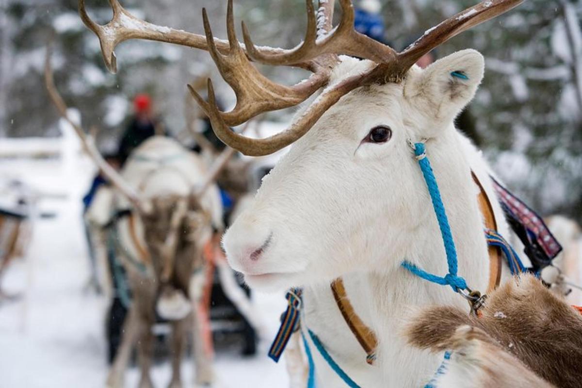 a close up of a reindeer with horns on its face