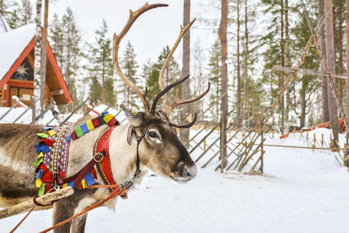 a reindeer wearing a colorful outfit in the snow