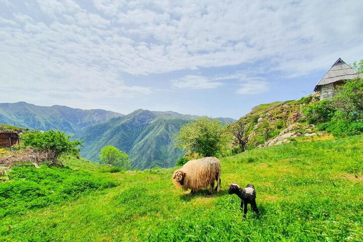 una pecora e un agnello in piedi su una collina erbosa