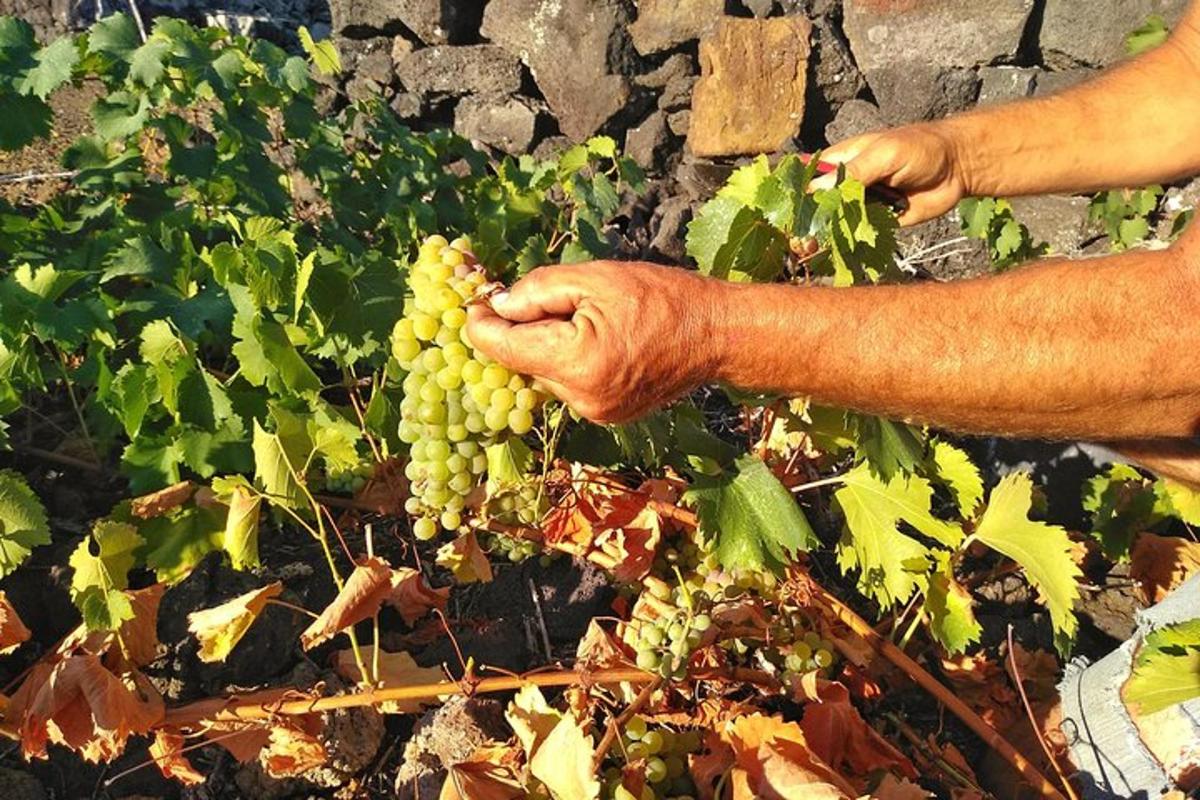 Lankytinos vietos ar pramogos nuotrauka numeris 7