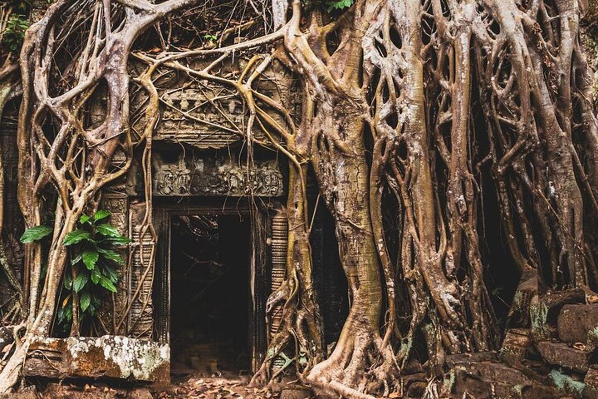 un edificio con radici di alberi che crescono intorno ad esso