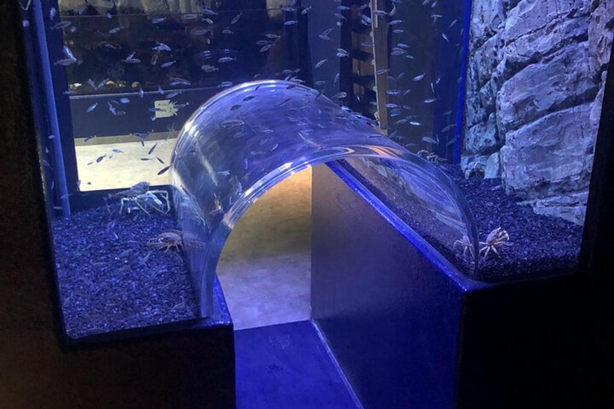 a aquarium with a glass tunnel in a fish tank