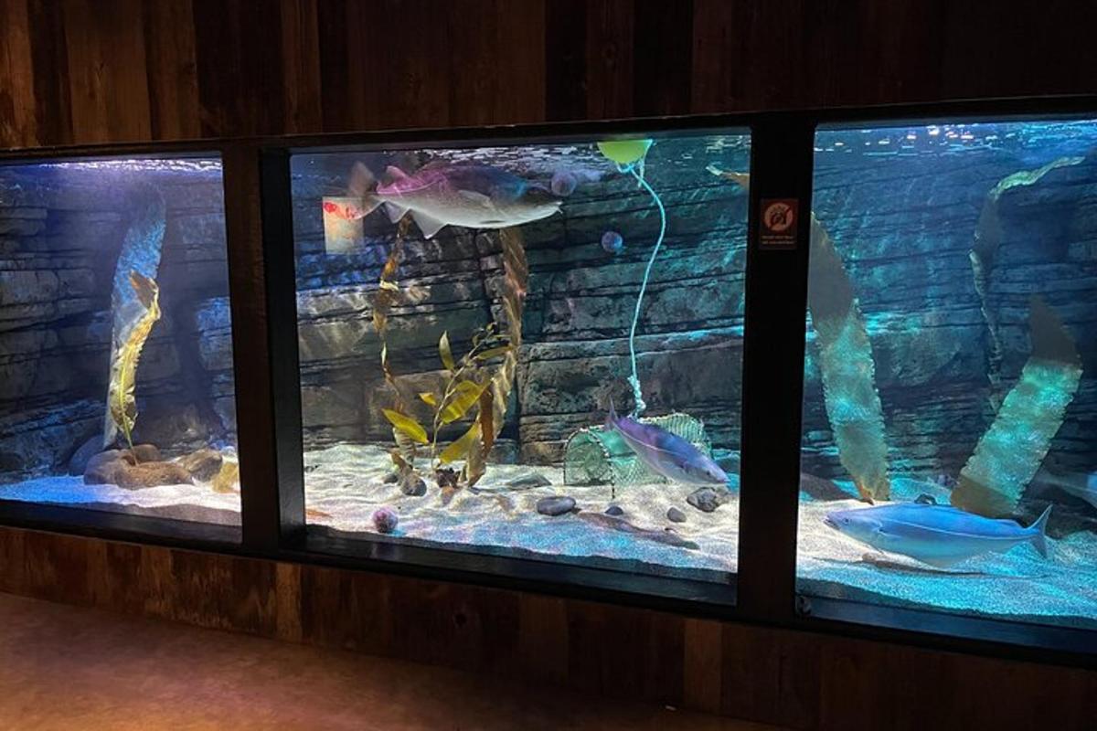 a large aquarium with many different fish in it