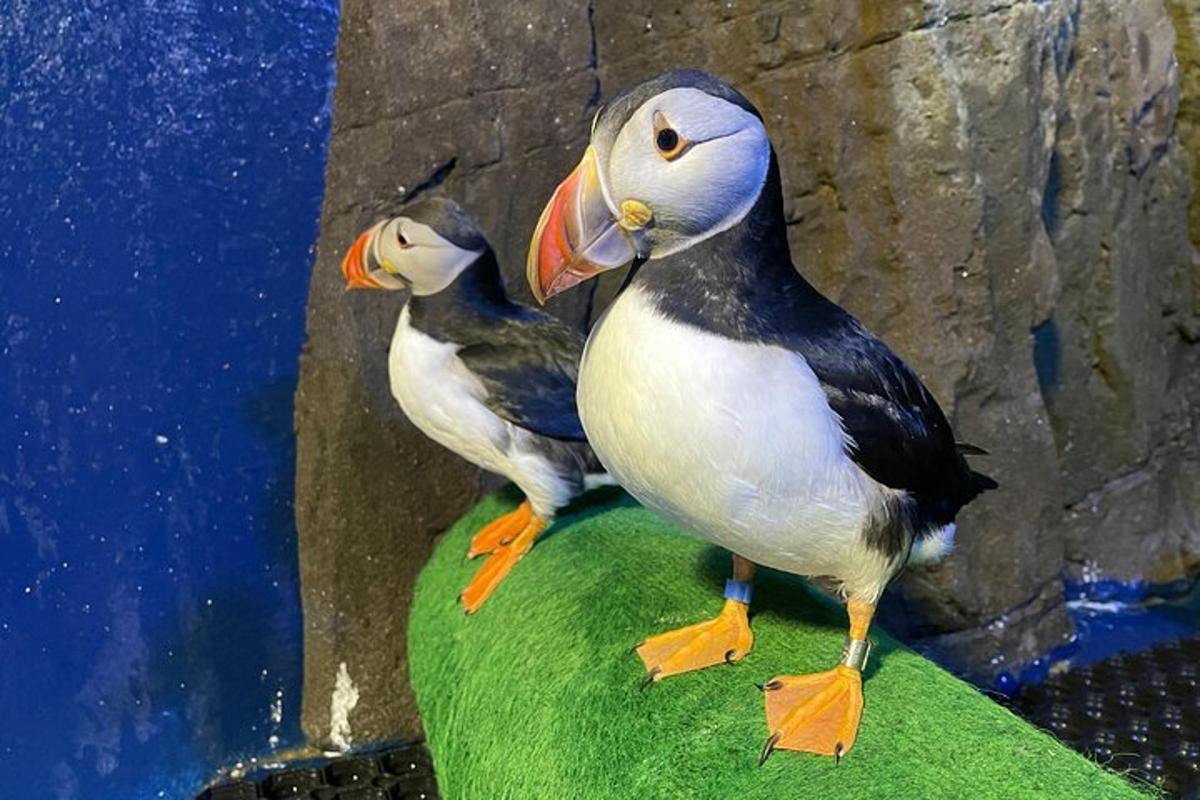 two birds are sitting on top of a wall