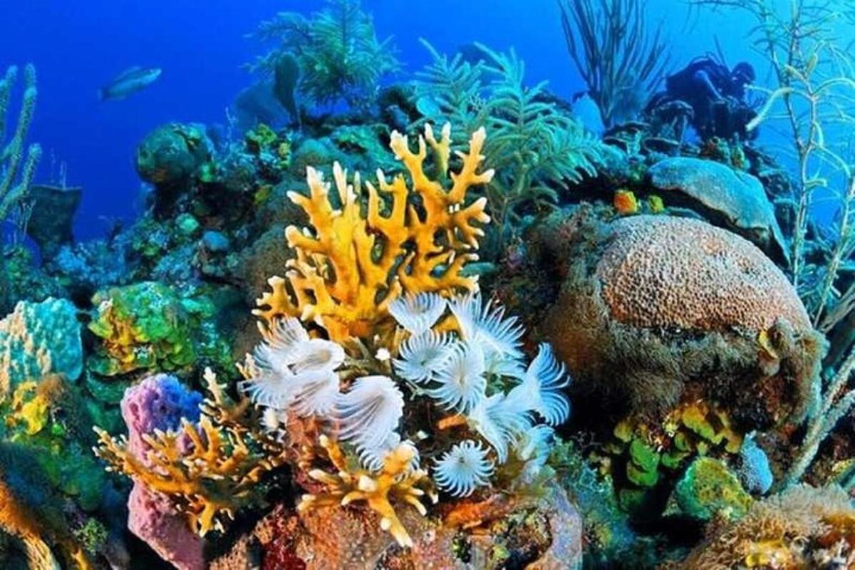 海に浮かぶサンゴ礁と魚