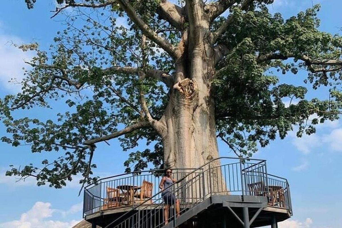seseorang yang berdiri di balkoni di sebelah pokok