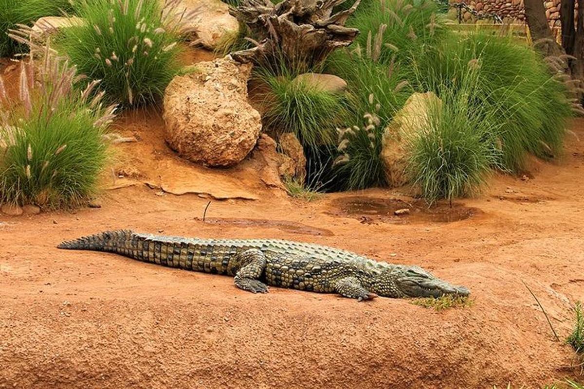 a crocodile laying on the ground in the dirt